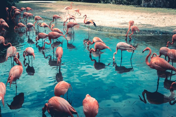 Comment organiser un camping pour observer les migrations des flamants roses en Camargue?